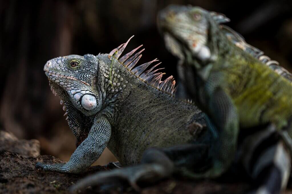 iguana