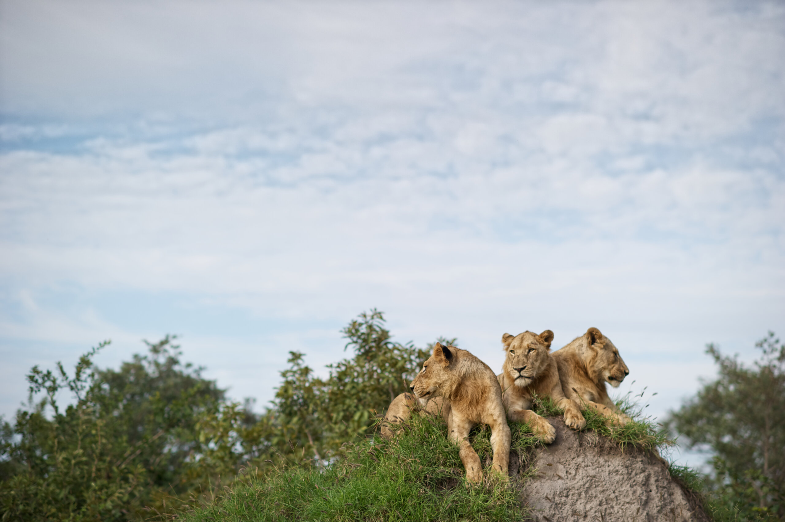 Singita, na África do Sul, aposta na filosofia guiada pela natureza